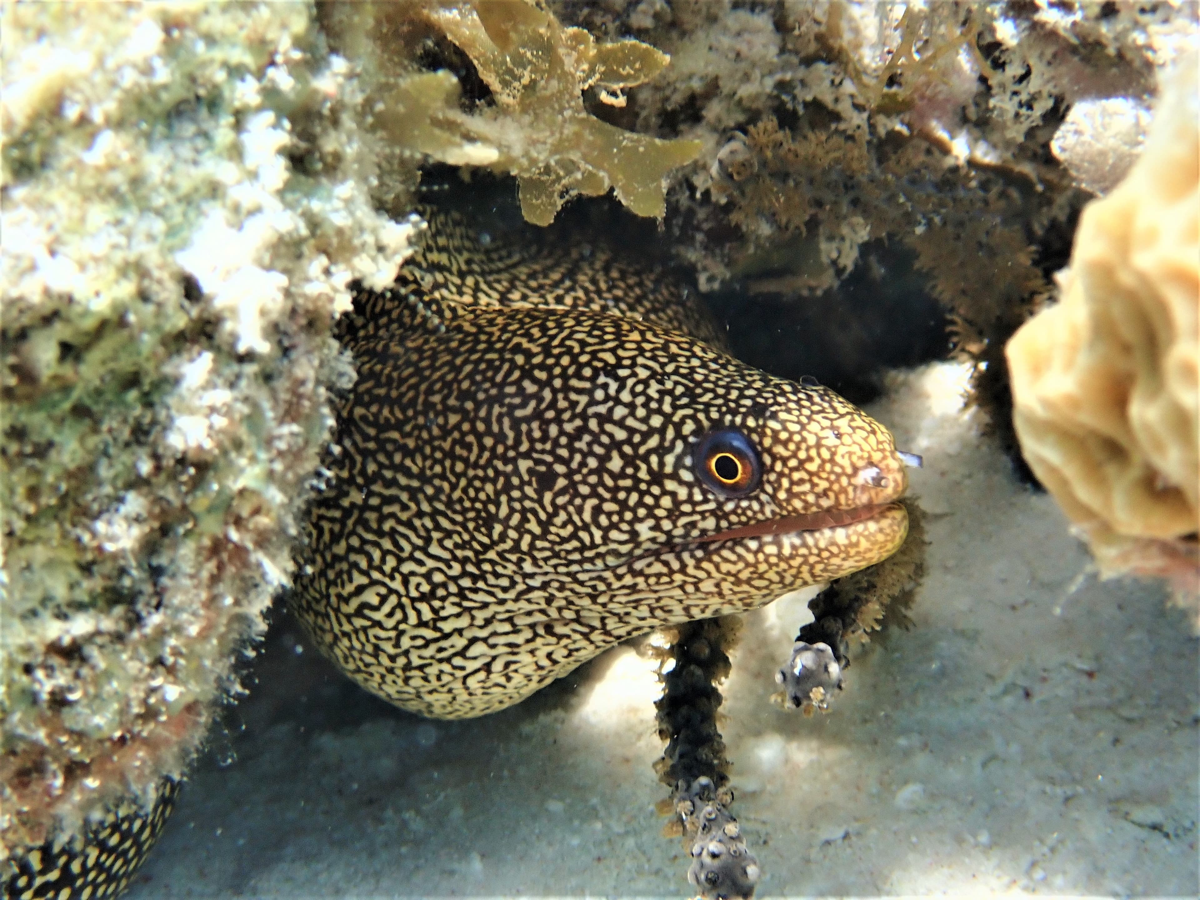 Moray eel by Keenan Novis